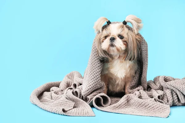 Cute Pies Ciepłą Kratę Tle Koloru Koncepcja Sezonu Grzewczego — Zdjęcie stockowe