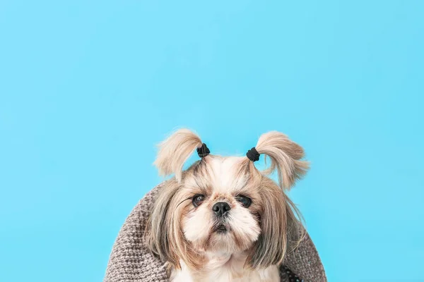 Chien Mignon Avec Plaid Chaud Sur Fond Couleur Concept Saison — Photo