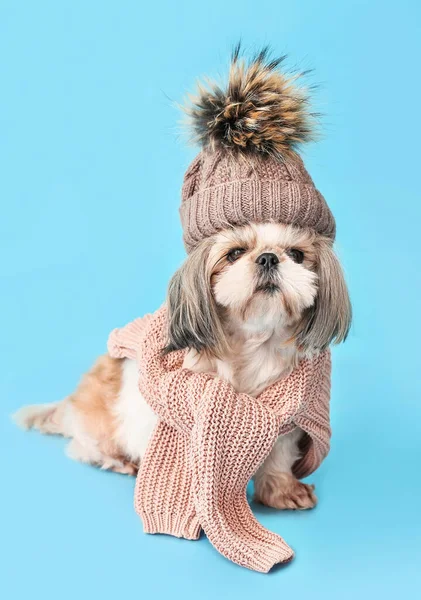 可爱的狗在温暖的帽子和围巾的颜色背景 供暖季节的概念 — 图库照片