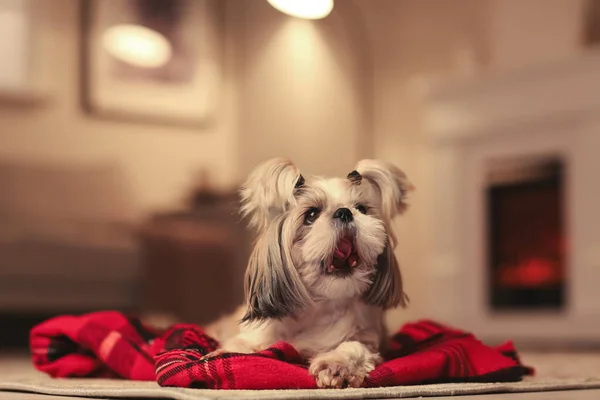 Anjing Lucu Dengan Plaid Hangat Rumah Konsep Musim Pemanas — Stok Foto