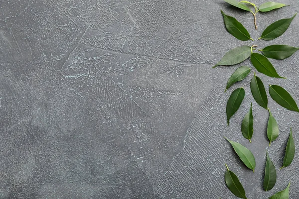 Зеленый Чай Листья Темном Фоне — стоковое фото