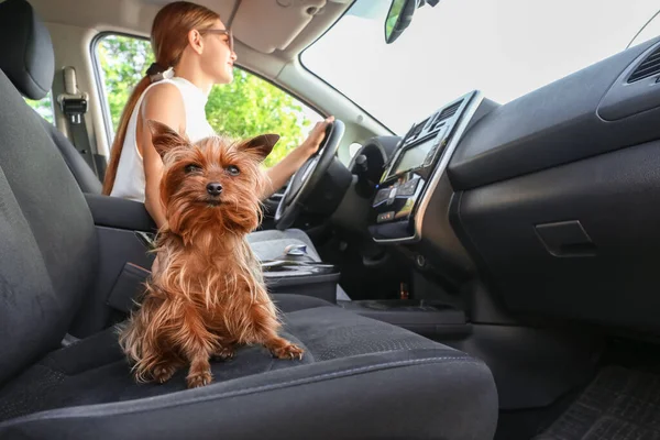 Woman Cute Dog Traveling Car — Stock Photo, Image