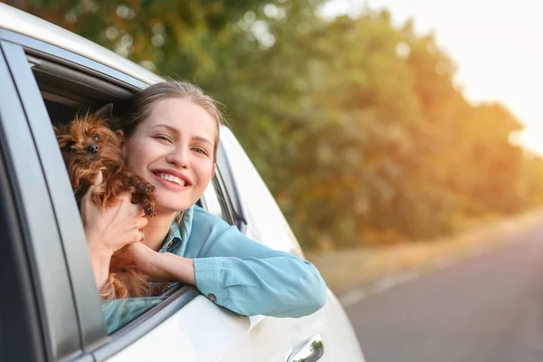 女性とともに可愛いです犬で現代車 — ストック写真