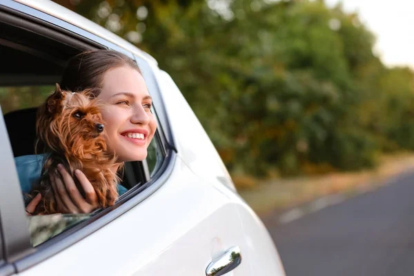 Woman Cute Dog Modern Car — Stock Photo, Image