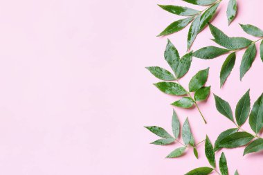 Renkli arkaplanda yeşil kül yaprakları