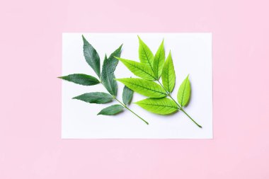 Renkli arkaplanda yeşil kül yaprakları