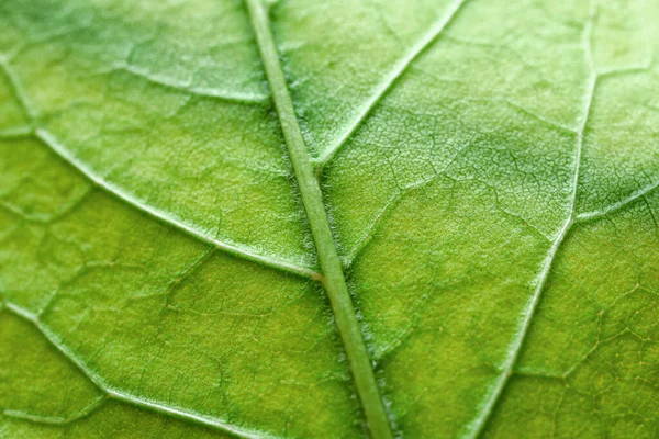 Зеленый Ясень Качестве Фона Крупным Планом — стоковое фото