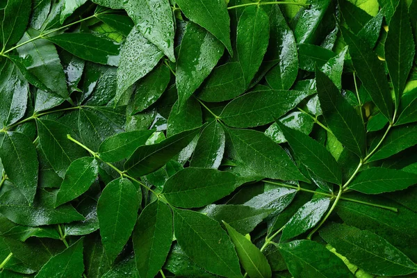 Groene Asbladeren Als Achtergrond — Stockfoto