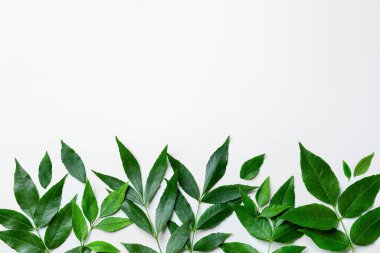 Beyaz arkaplanda yeşil kül yaprakları