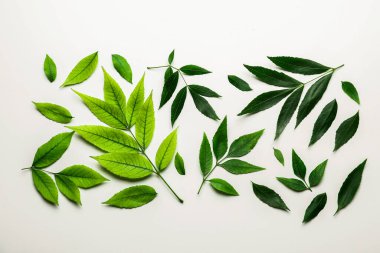 Beyaz arkaplanda yeşil kül yaprakları