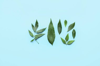 Renkli arkaplanda yeşil kül yaprakları