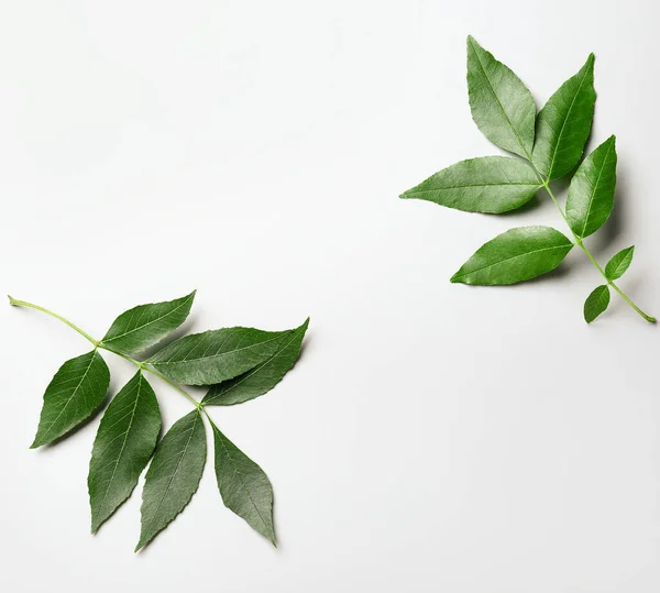 Green Ash Leaves White Background — Stock Photo, Image
