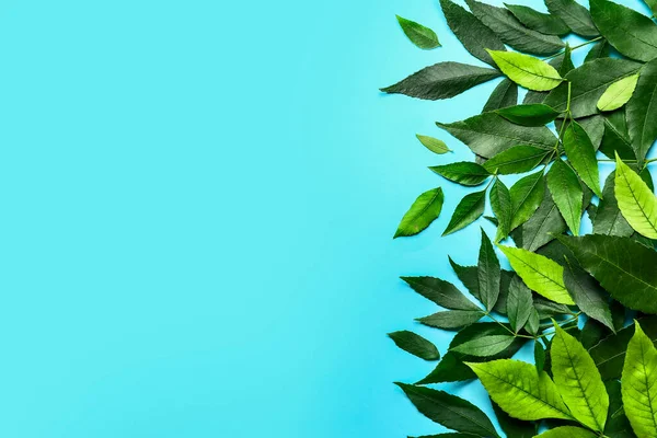 Grön Aska Löv Färg Bakgrund — Stockfoto