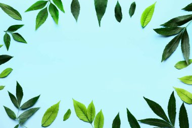 Renkli arkaplanda yeşil kül yapraklarından yapılmış çerçeve