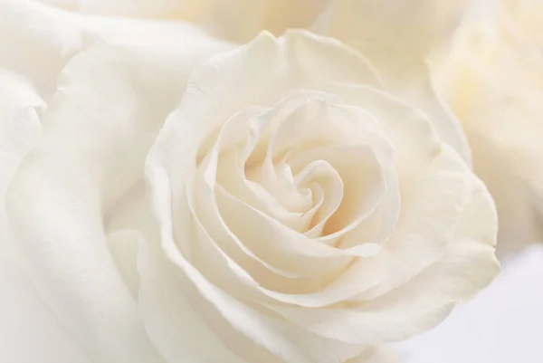 Beautiful White Rose Closeup View — Stock Photo, Image