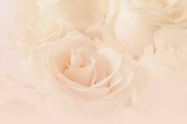 Güzel beyaz güller, yakın çekim manzarası