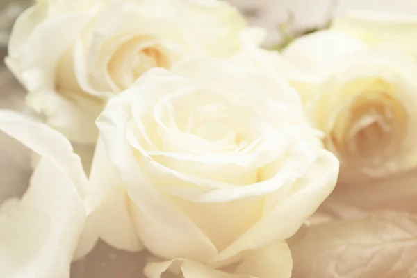 Beautiful White Roses Closeup View — Stock Photo, Image