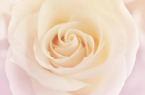 Piękna Biała Róża Widok Bliska — Zdjęcie stockowe