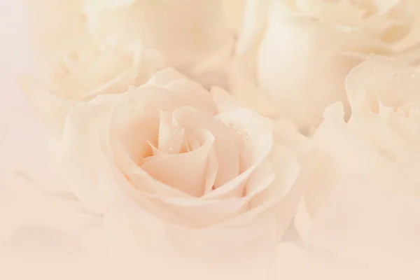 Hermosas Rosas Blancas Vista Cerca — Foto de Stock