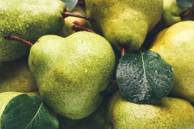 Arka plan olarak taze olgun armutlar