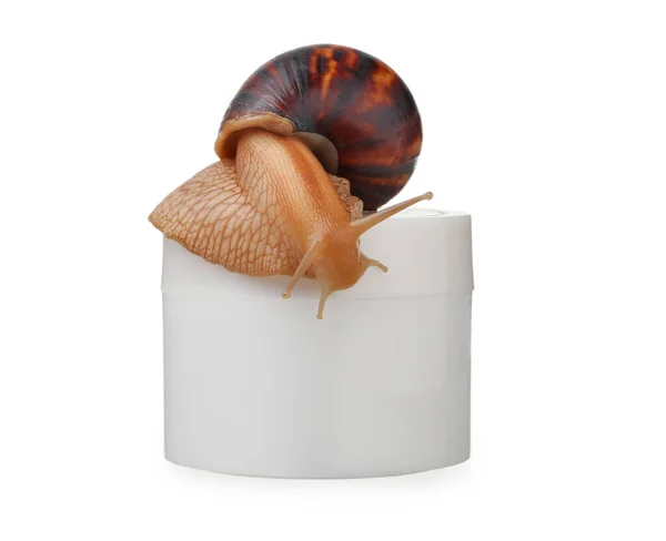 Giant Achatina Snail Jar Cream White Background — Stock Photo, Image