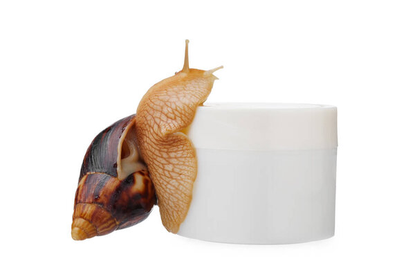 Giant Achatina snail and jar with cream on white background