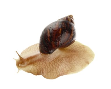 Beyaz arka planda dev Achatina salyangozu