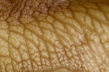 Dev Achatina salyangozu, yakın görüş