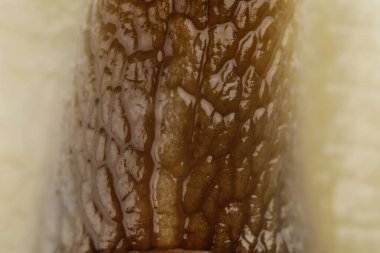 Dev Achatina salyangozu, yakın görüş