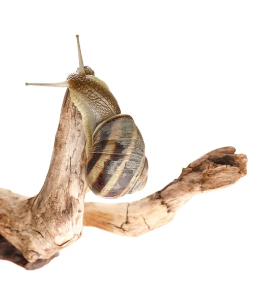 Grapevine Snail Tree Branch White Background — Stock Photo, Image