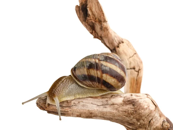 Grapevine Snail Tree Branch White Background — Stock Photo, Image