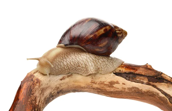 Giant Achatina Snail Tree Branch White Background — Stock Photo, Image