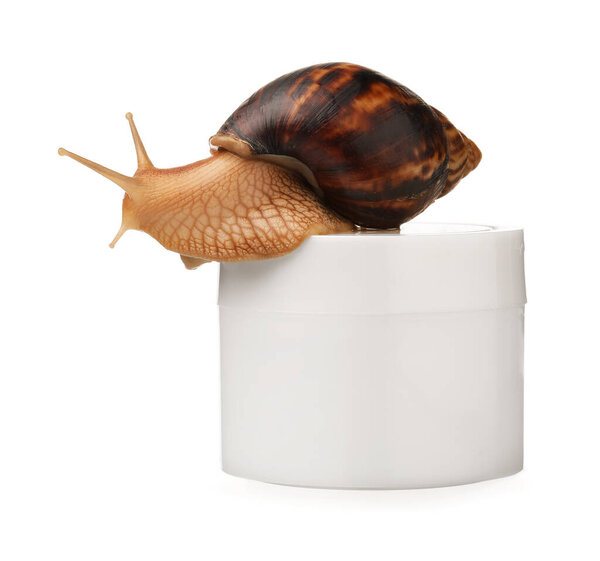 Giant Achatina snail and jar with cream on white background