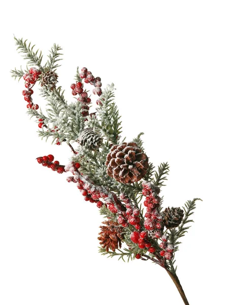 Beautiful Coniferous Branch Berries Cones White Background — Stock Fotó