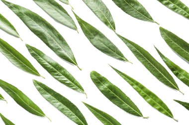 Beyaz arkaplanda taze yeşil yapraklar