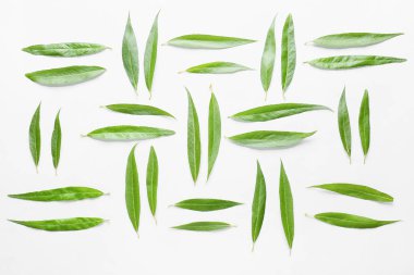 Beyaz arkaplanda taze yeşil yapraklar