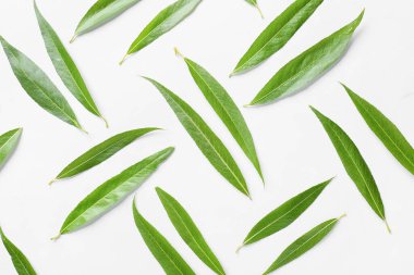 Beyaz arkaplanda taze yeşil yapraklar