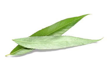 Beyaz arkaplanda taze yeşil yapraklar