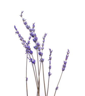 Beyaz arkaplanda güzel lavanta çiçekleri