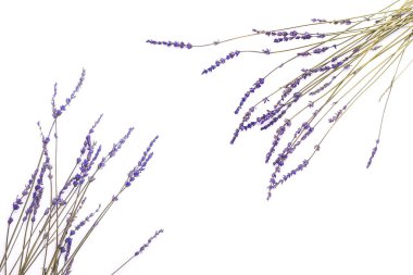 Beyaz arkaplanda güzel lavanta çiçekleri