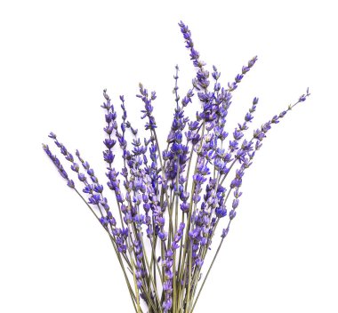 Beyaz arkaplanda güzel lavanta çiçekleri