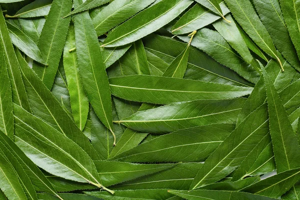 Verse Groene Bladeren Als Achtergrond — Stockfoto