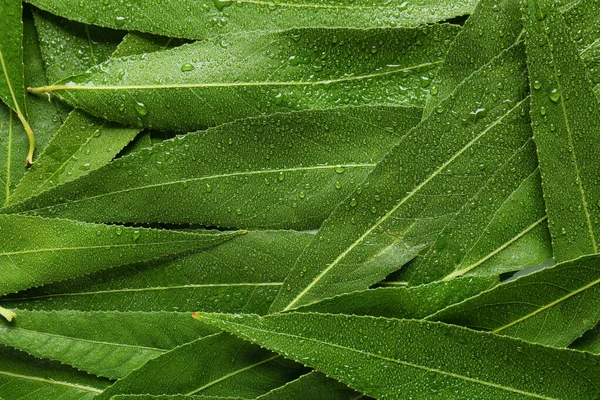 Verse Groene Bladeren Als Achtergrond — Stockfoto