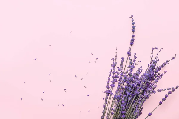 Beautiful Lavender Flowers Color Background — Stock Photo, Image