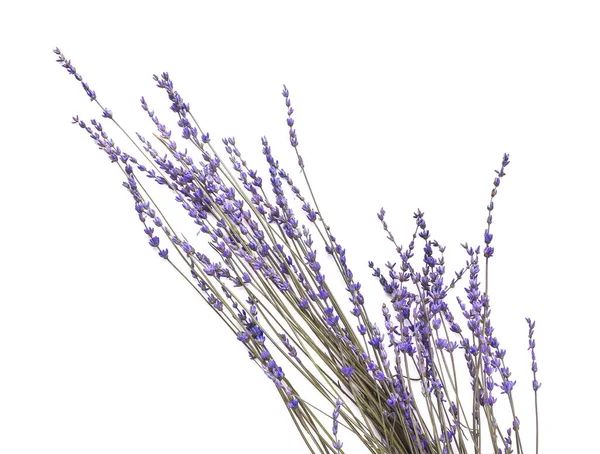 Beautiful Lavender Flowers White Background — Stock Photo, Image