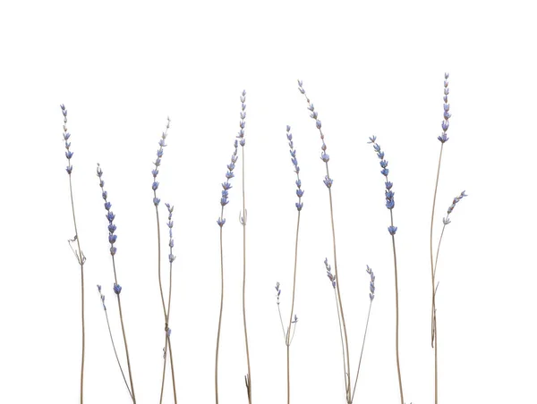 Beautiful Lavender Flowers White Background — Stock Photo, Image