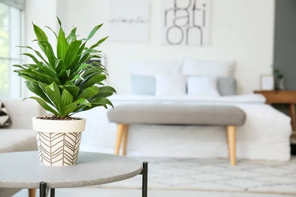 Interior Stylish Bedroom Houseplant — Stock Photo, Image