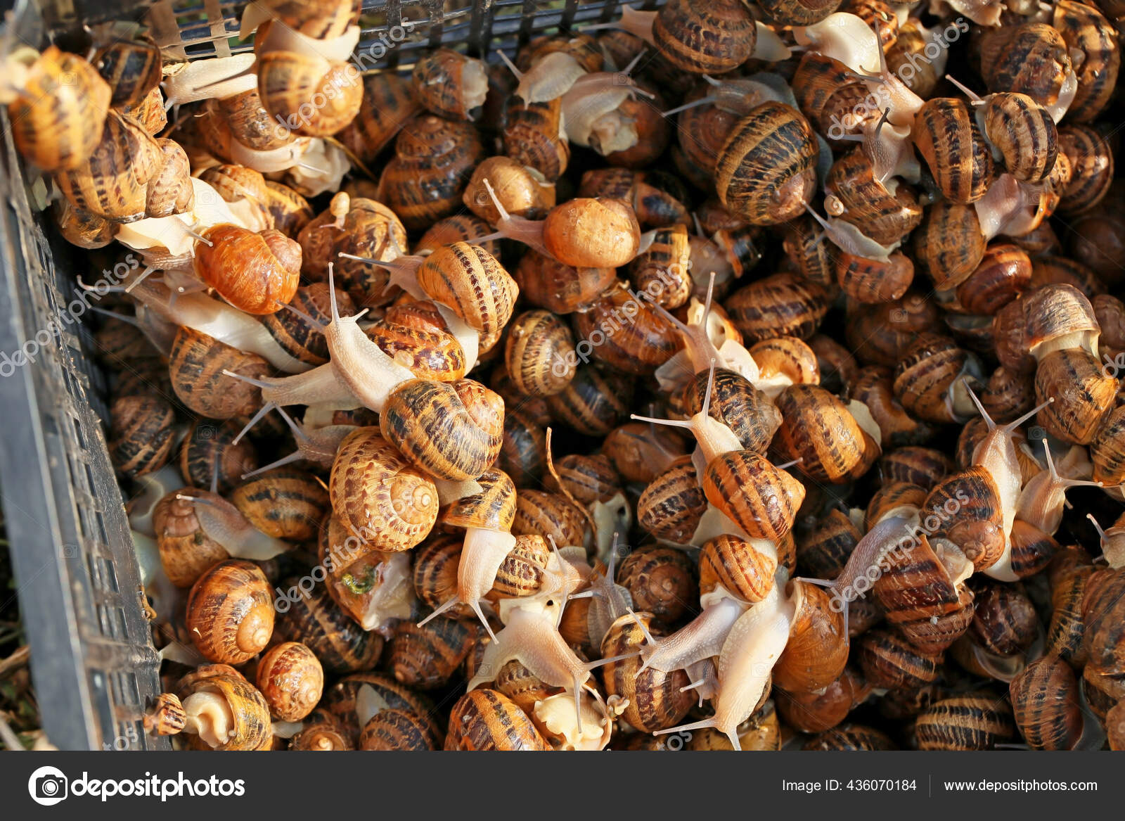 Many Snails Box Farm Stock Photo by ©serezniy 436070184