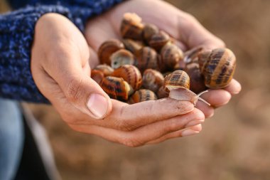 Salyangoz çiftliğinde çalışan işçi, yakın plan.
