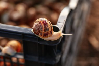 Snail crawling on box at the farm clipart